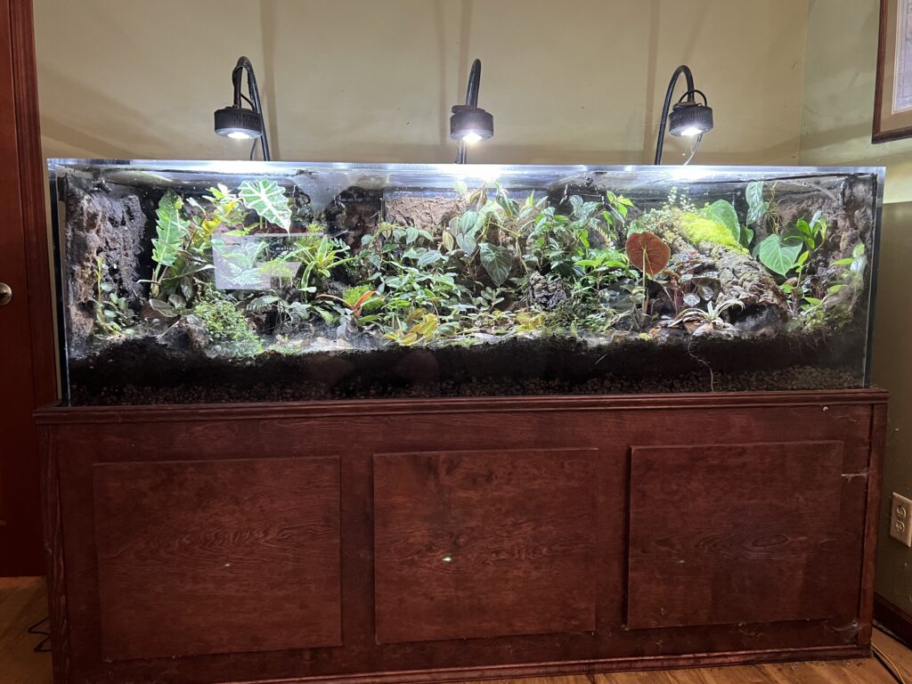 A six foot long acrylic aquarium reused as a vivarium housing plants and frogs.