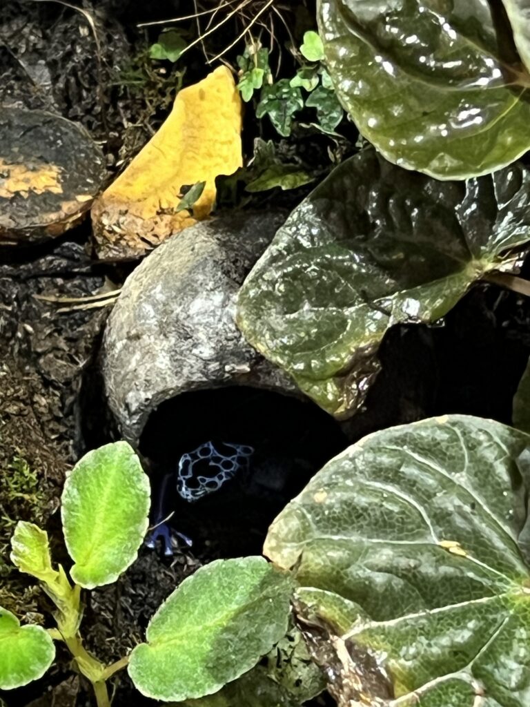 A frog peaks out of a hiding spot amidst large tropical plants