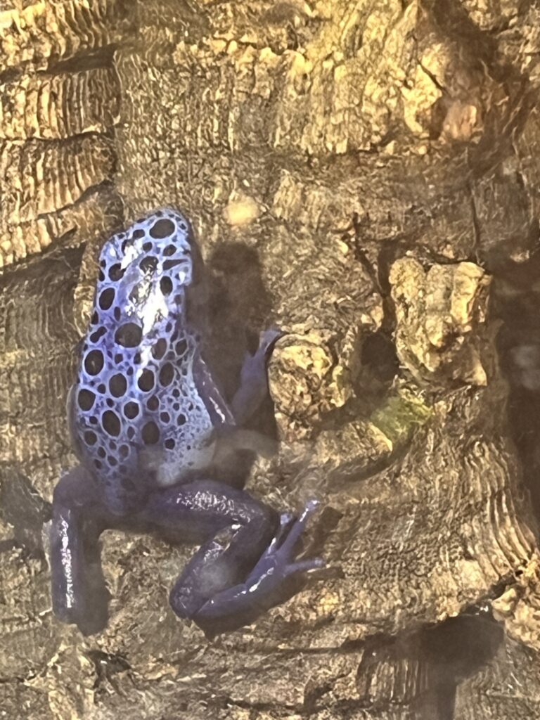 A frog climbing up a piece of driftwood.