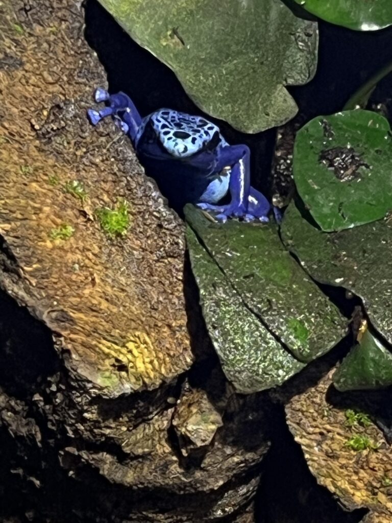 A frog seems to smirk as it peeks out of a hiding spot between a branch and large leaves.