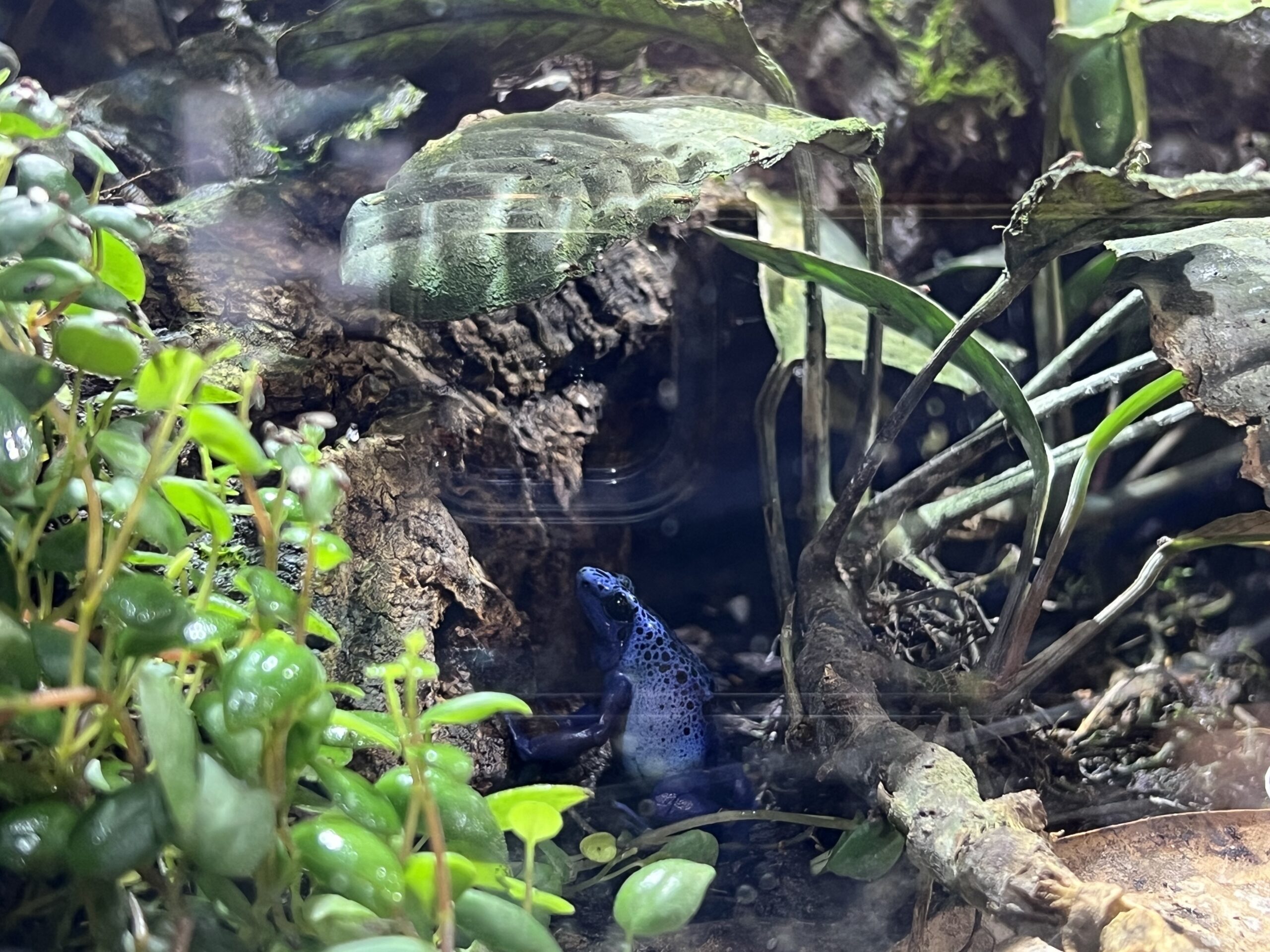 A frog sitting in the shade under a root framed by tropical plants.
