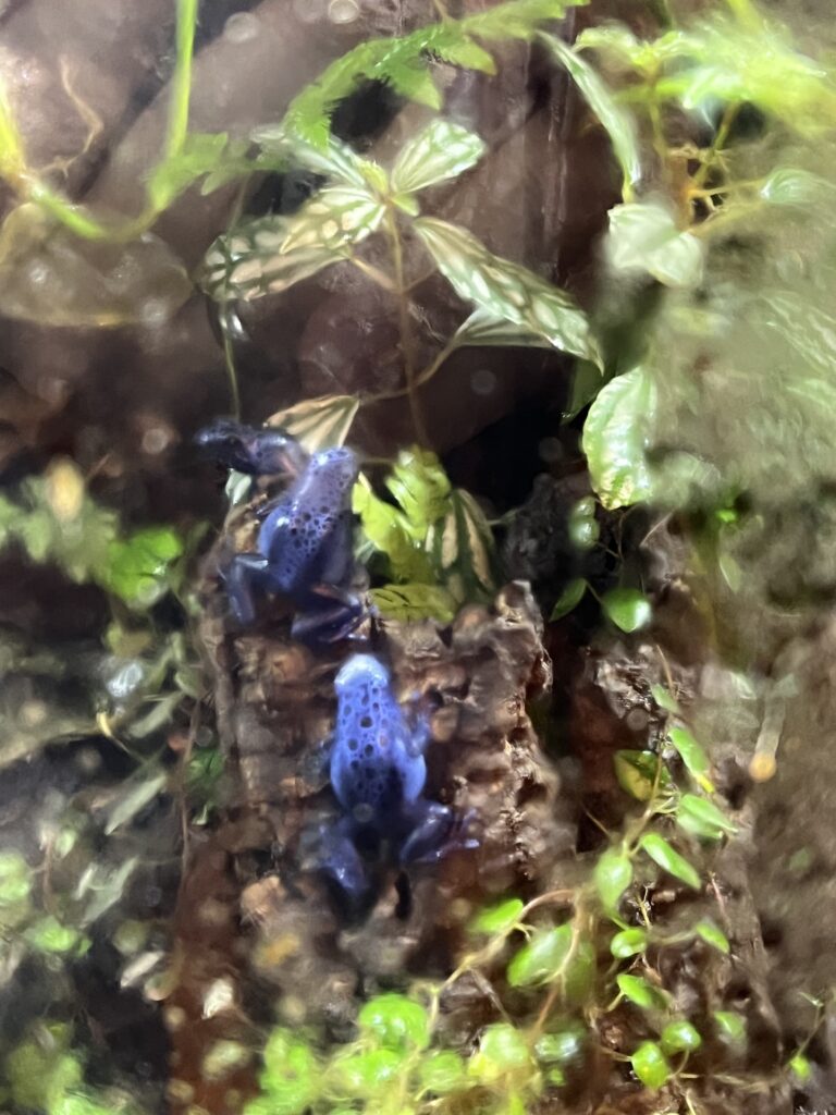 Three frogs sitting together on a mossy branch.